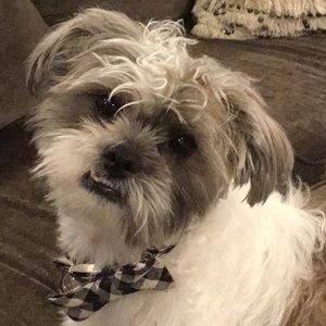 Meet your Posher, Abby